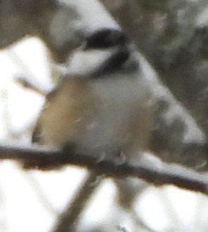 Black-capped Chickadee - ML646911116