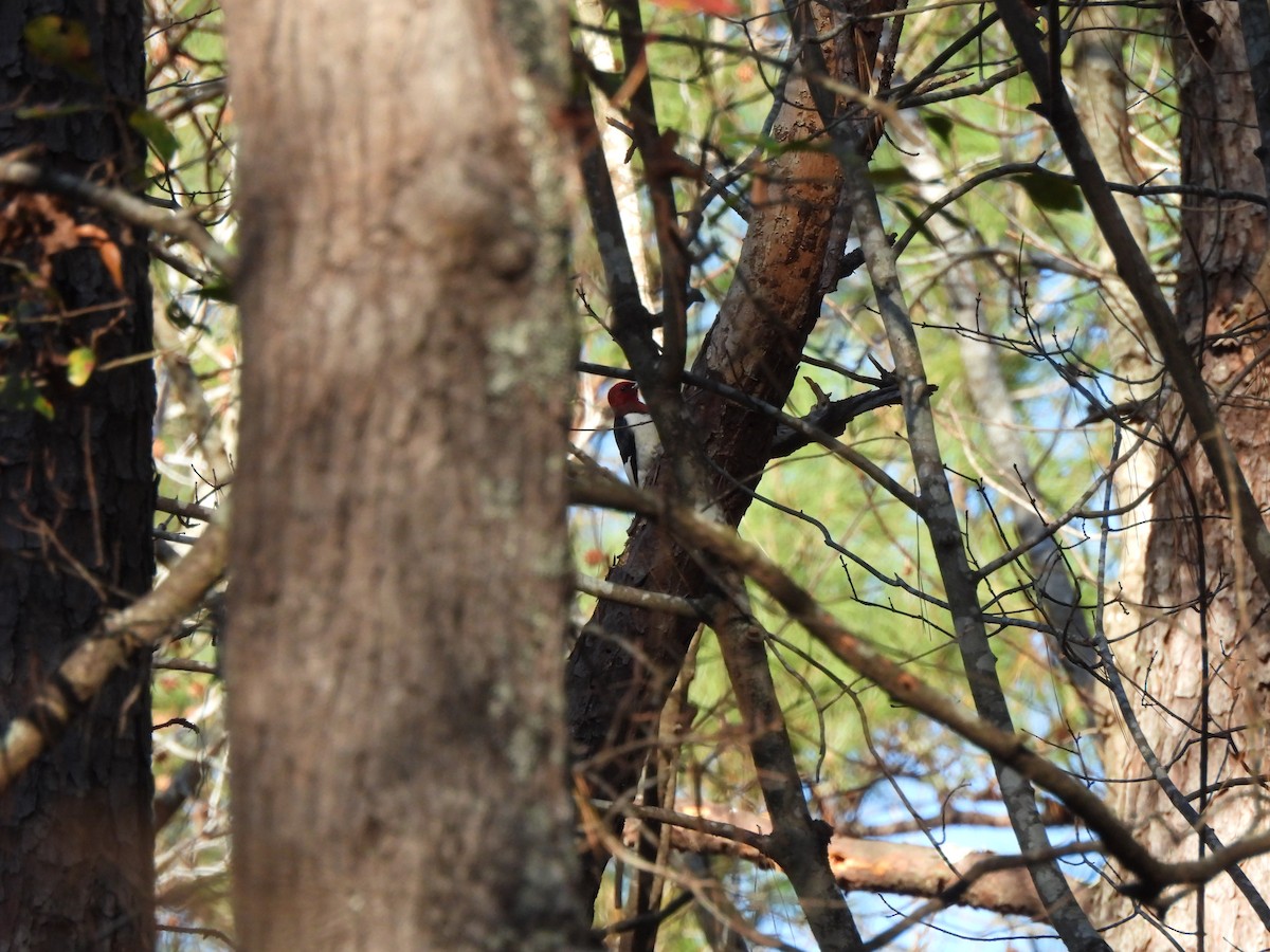 Red-headed Woodpecker - ML646911119