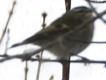 Golden-crowned Kinglet - ML646911121
