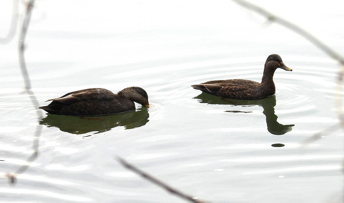 American Black Duck - ML646911123