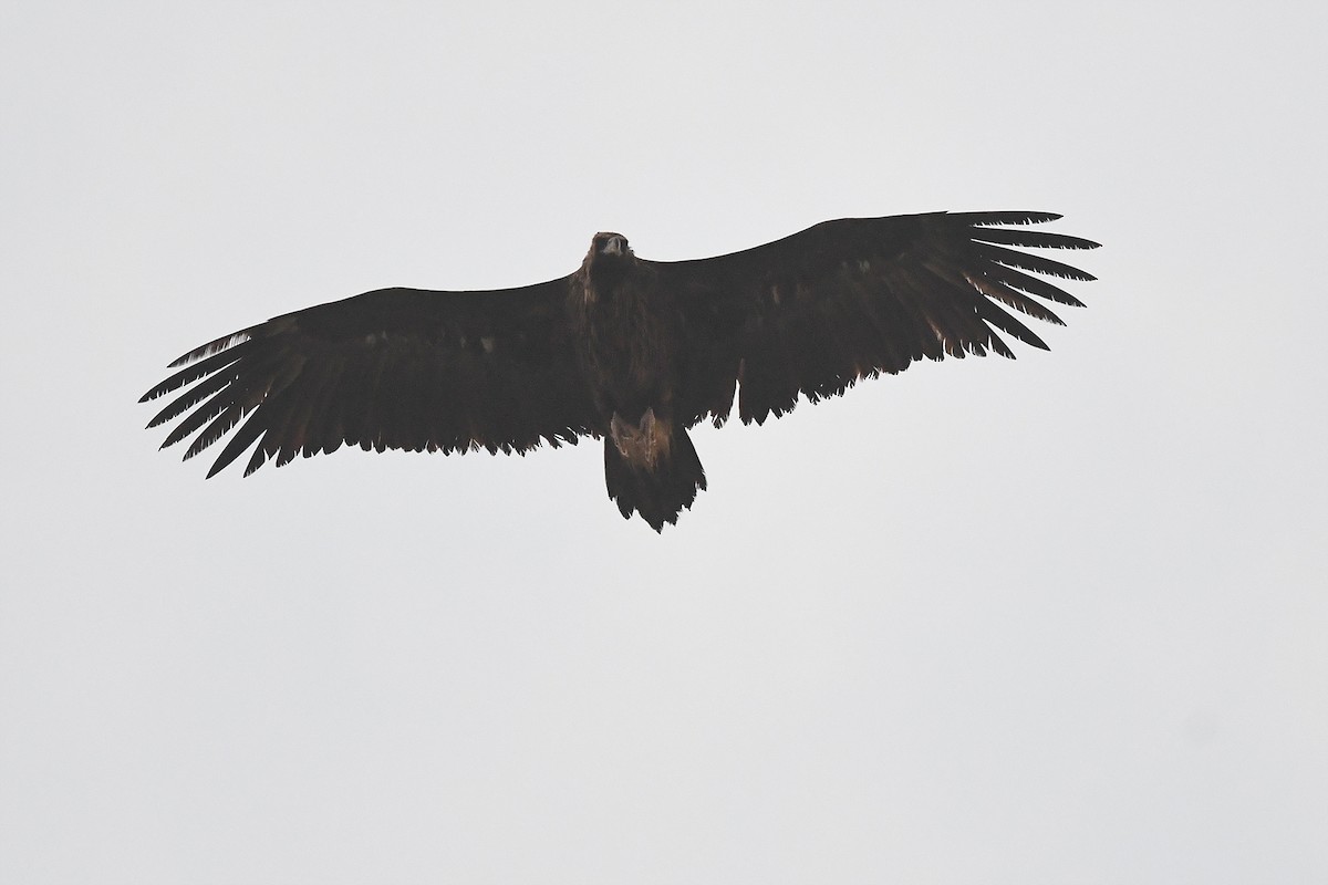 Sai beltza - ML646911125