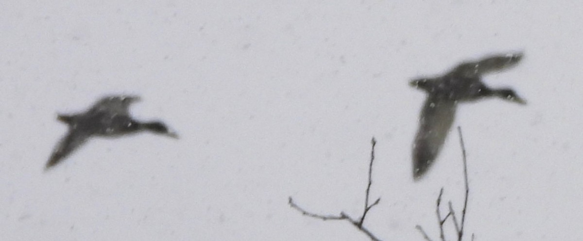 ברכיה - ML646911128