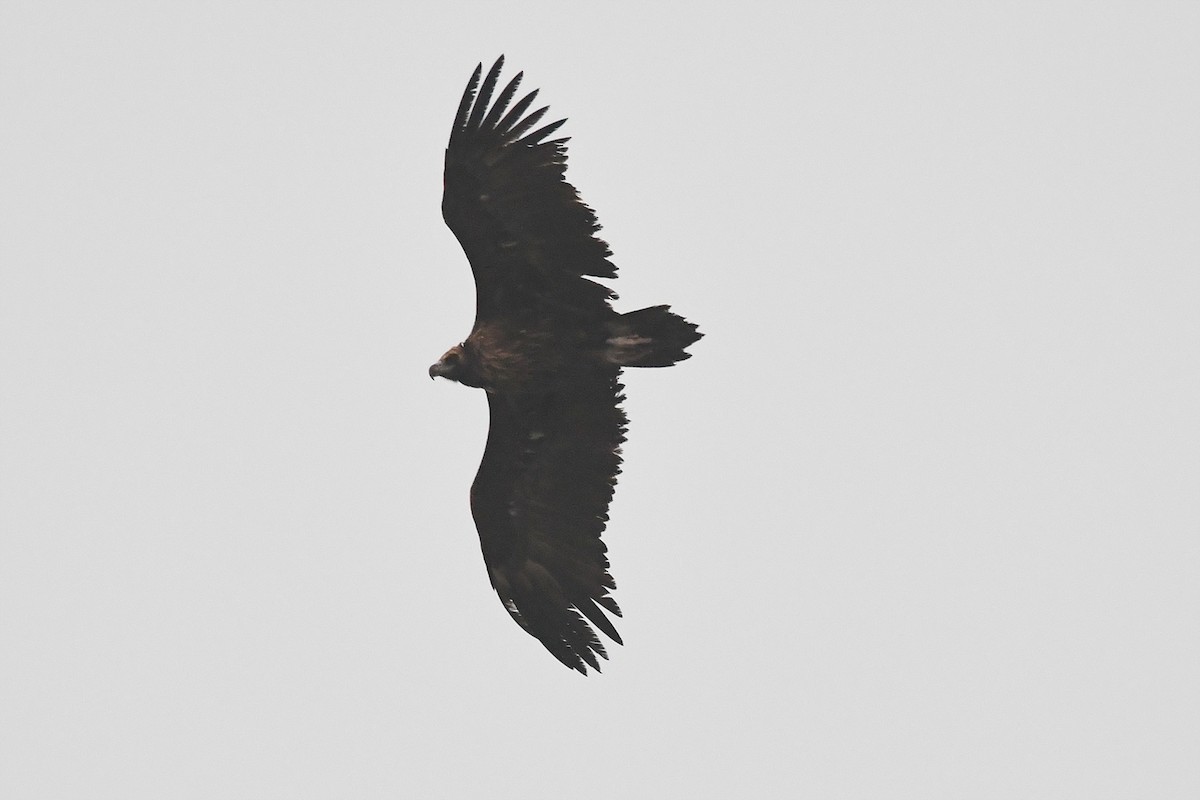 Sai beltza - ML646911129