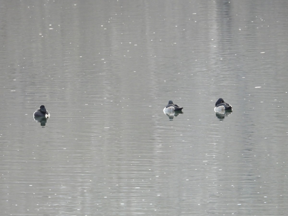 Ring-necked Duck - ML646911138