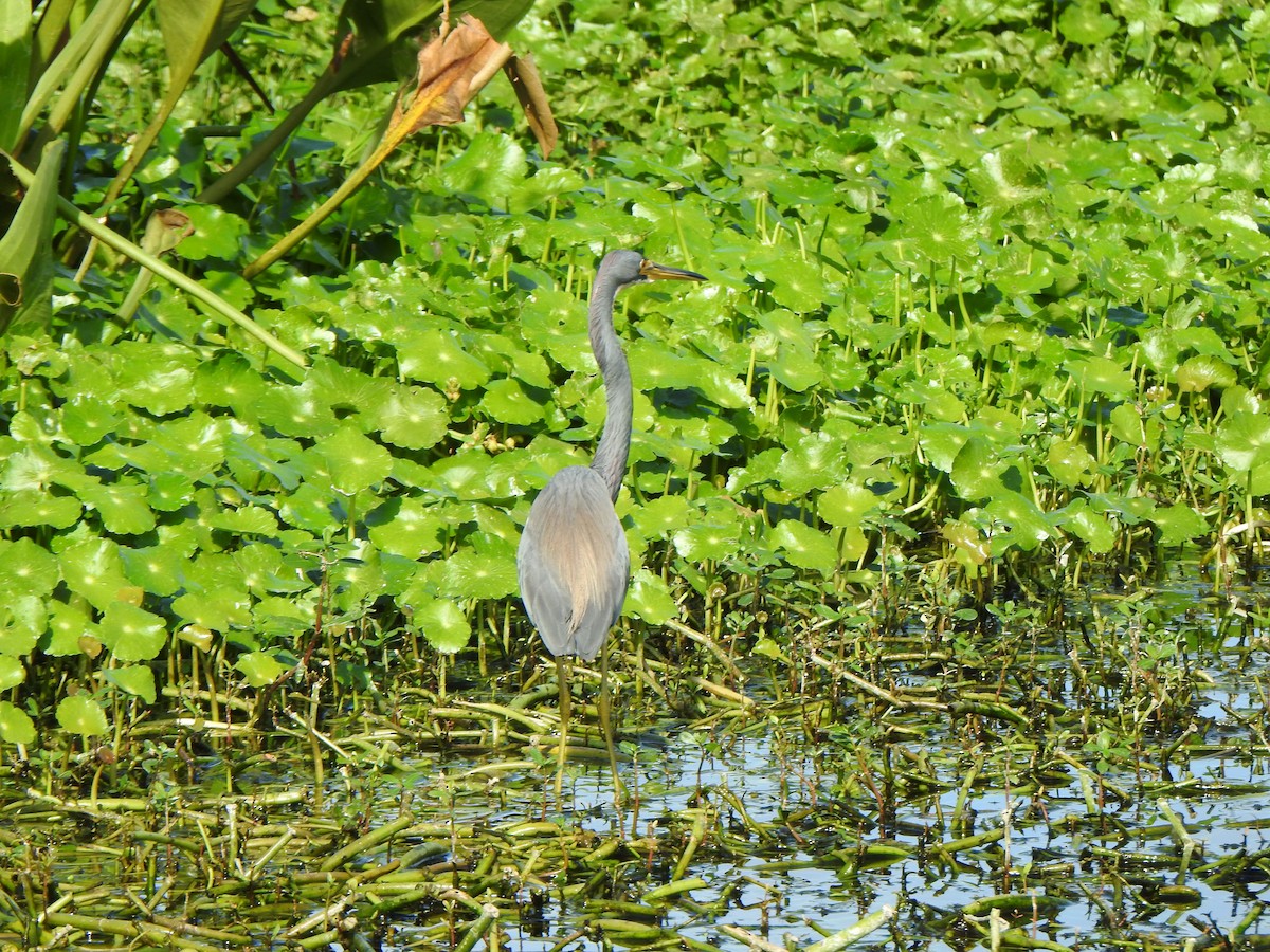 サンショクサギ - ML646911140