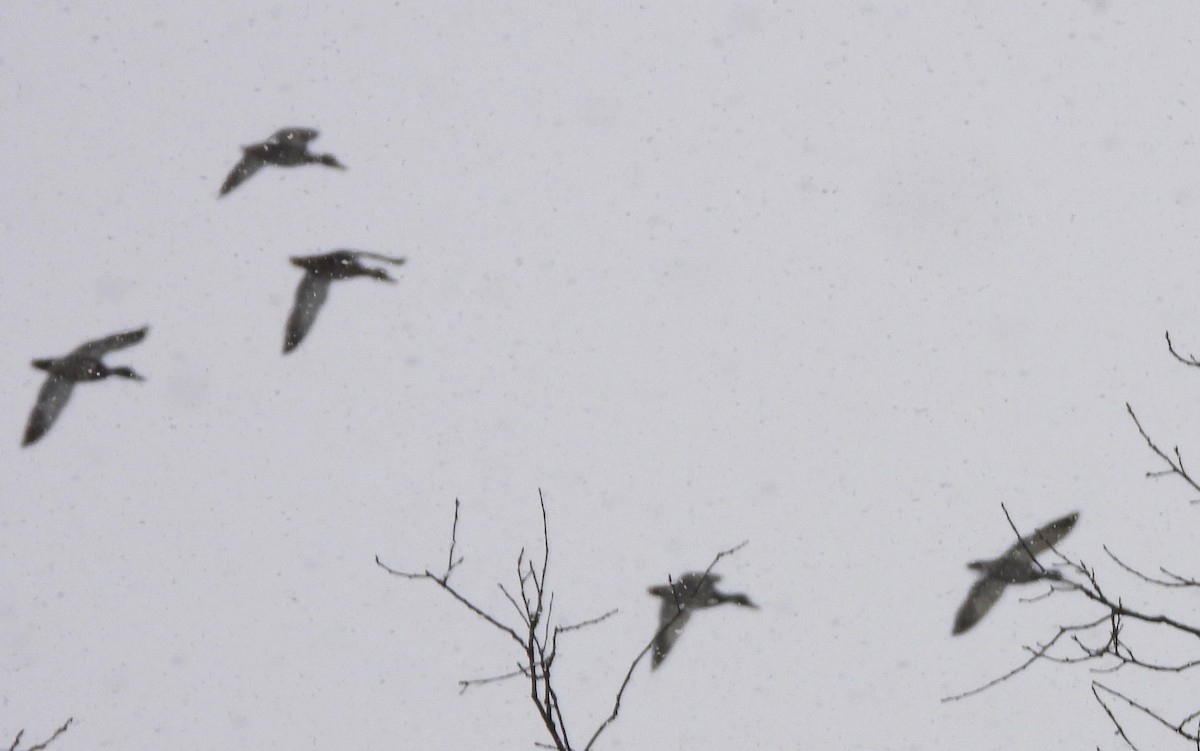 ברכיה - ML646911141