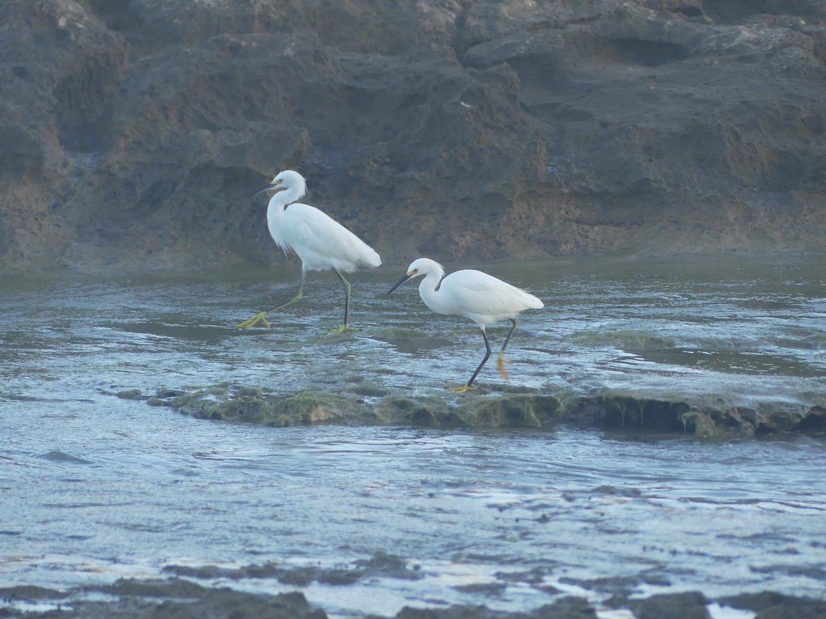 Snowy Egret - ML646911144