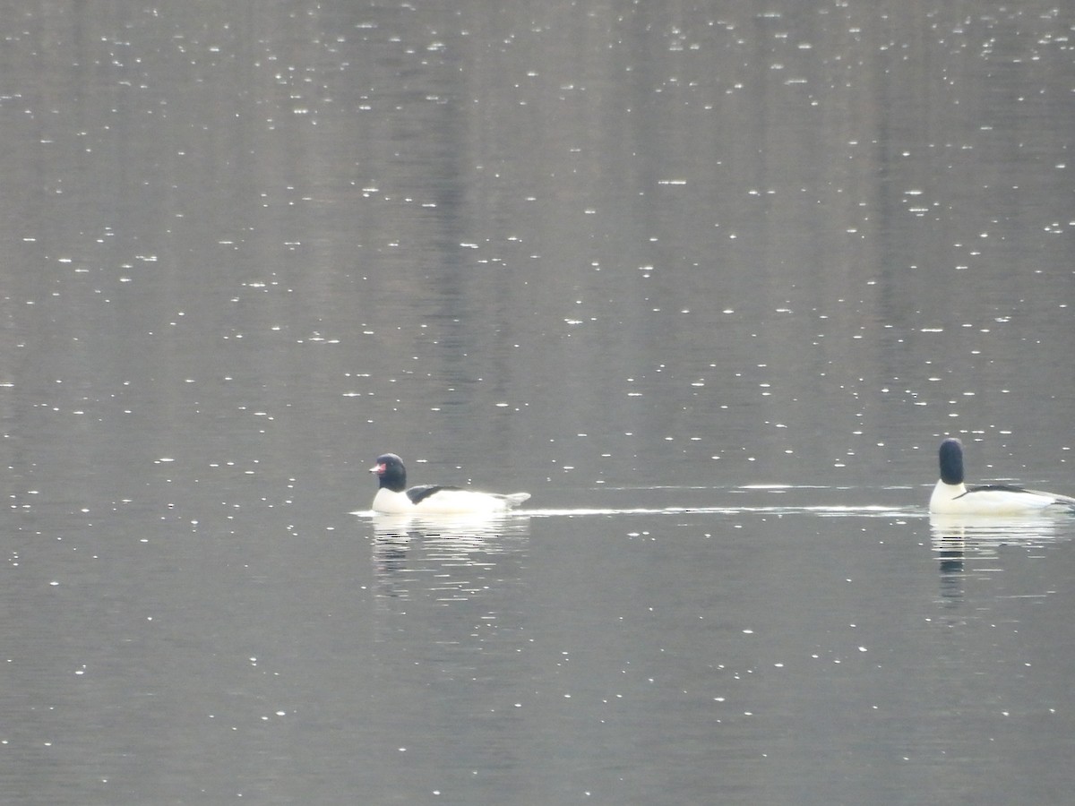 Common Merganser - ML646911146