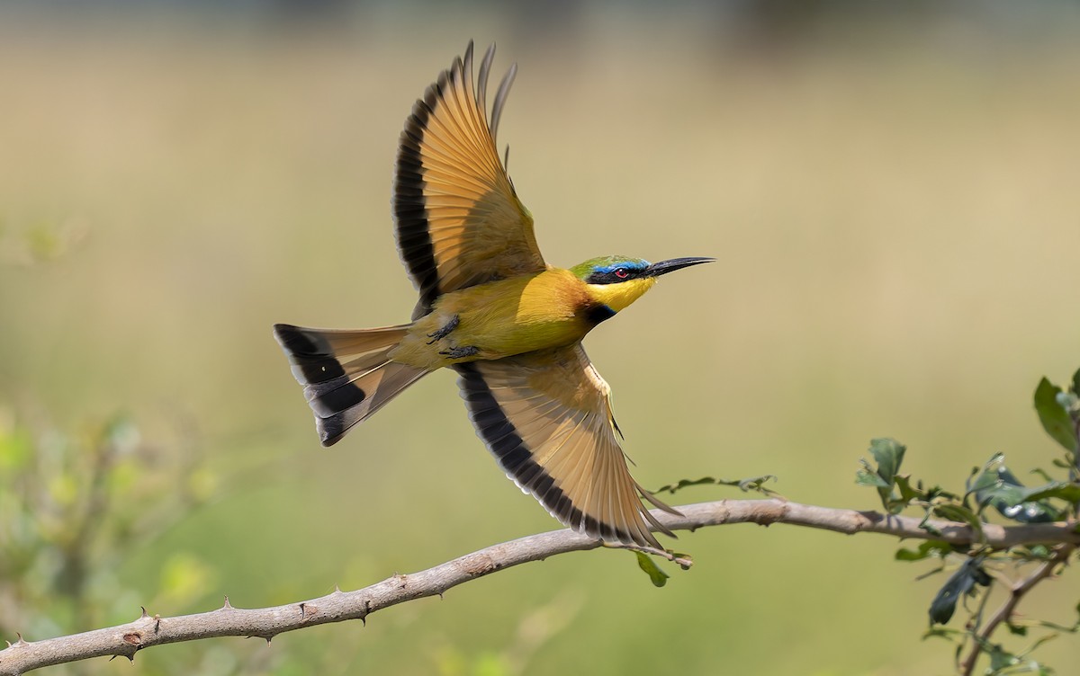 Бджолоїдка карликова - ML646911147