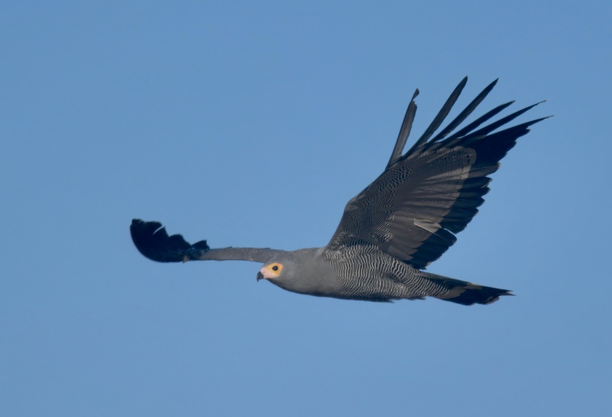 チュウヒダカ - ML646911148