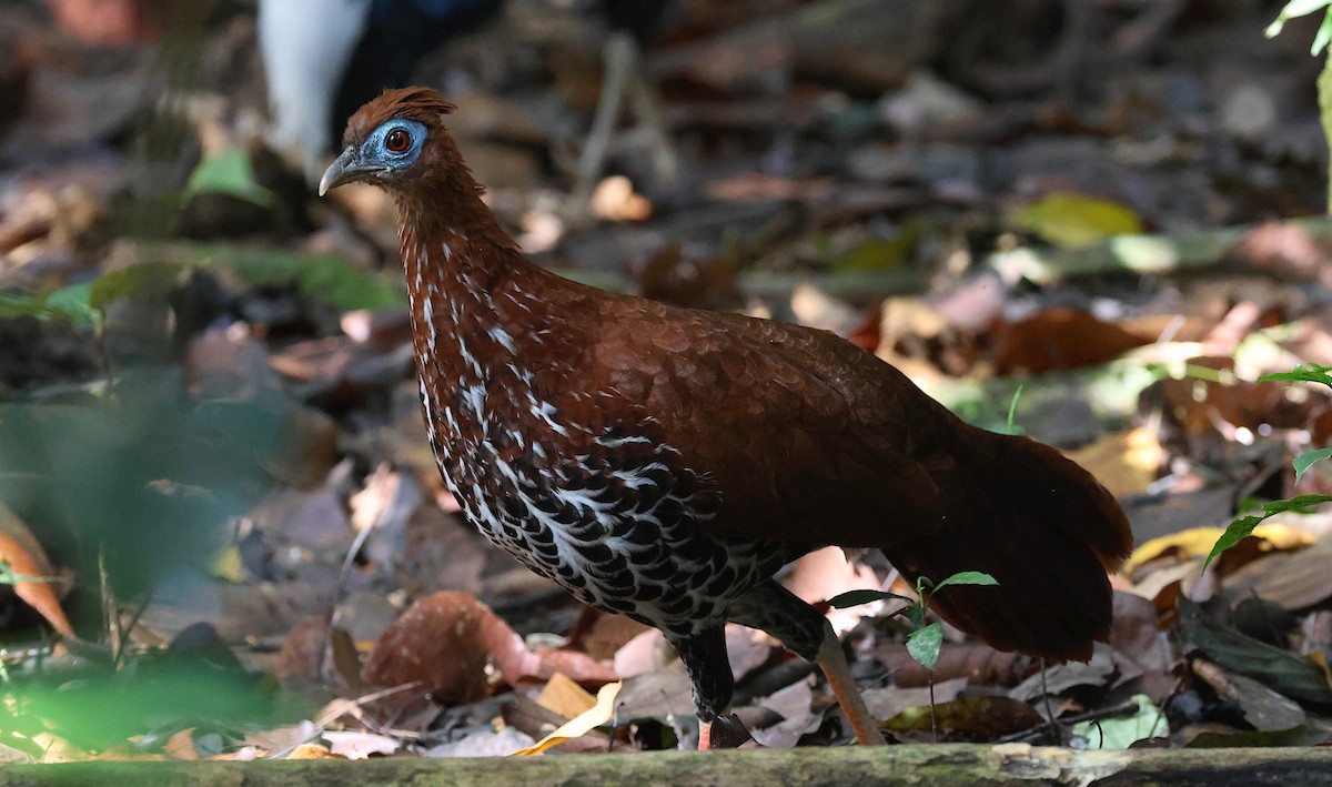 Malayan Crested Fireback - ML646911149