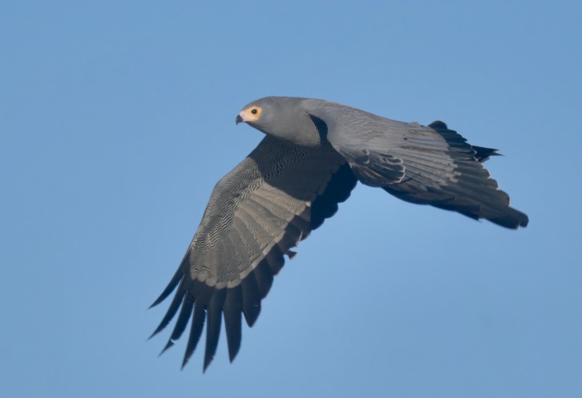 チュウヒダカ - ML646911150