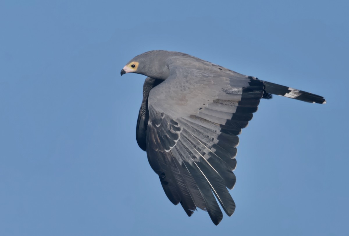 チュウヒダカ - ML646911151