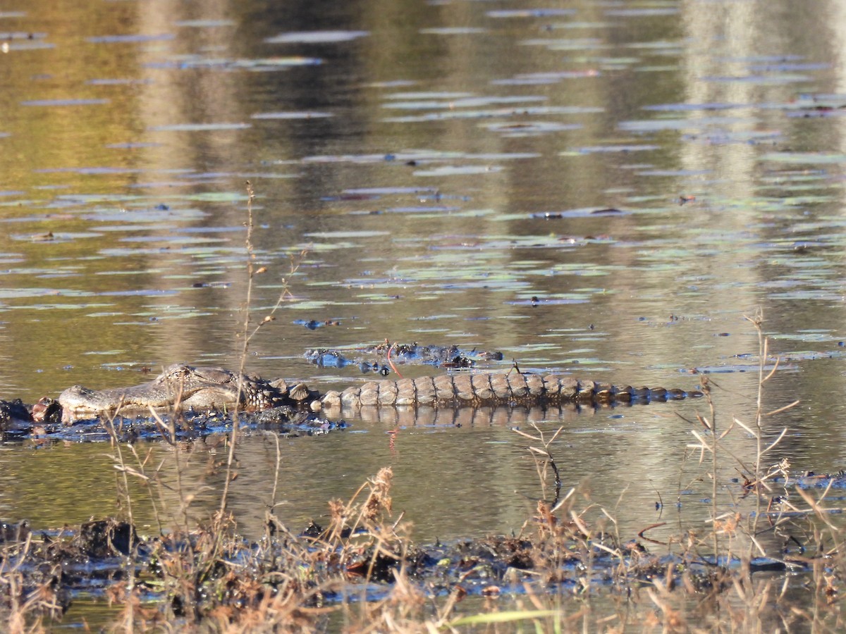 American Alligator - ML646911152