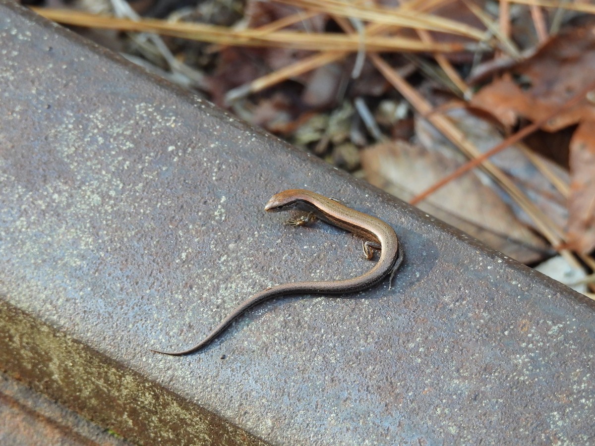 Animals - ML646911153