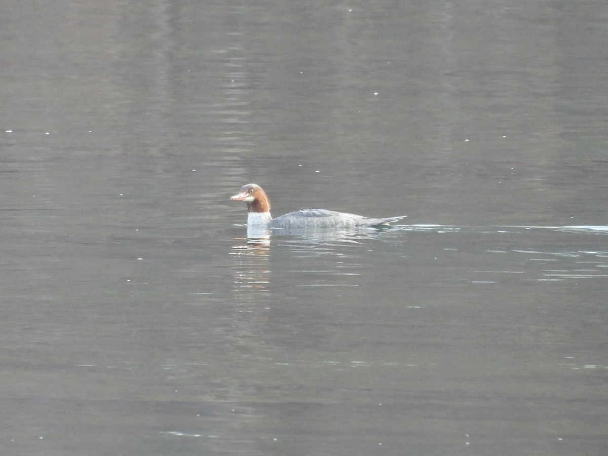 Common Merganser - ML646911154