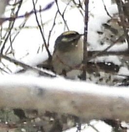 Golden-crowned Kinglet - ML646911155