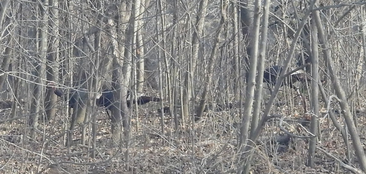 Wild Turkey - ML646911157