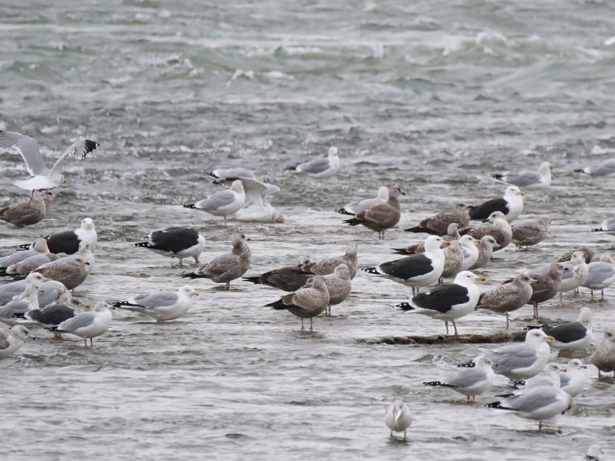 Great Black-backed Gull - ML646911164