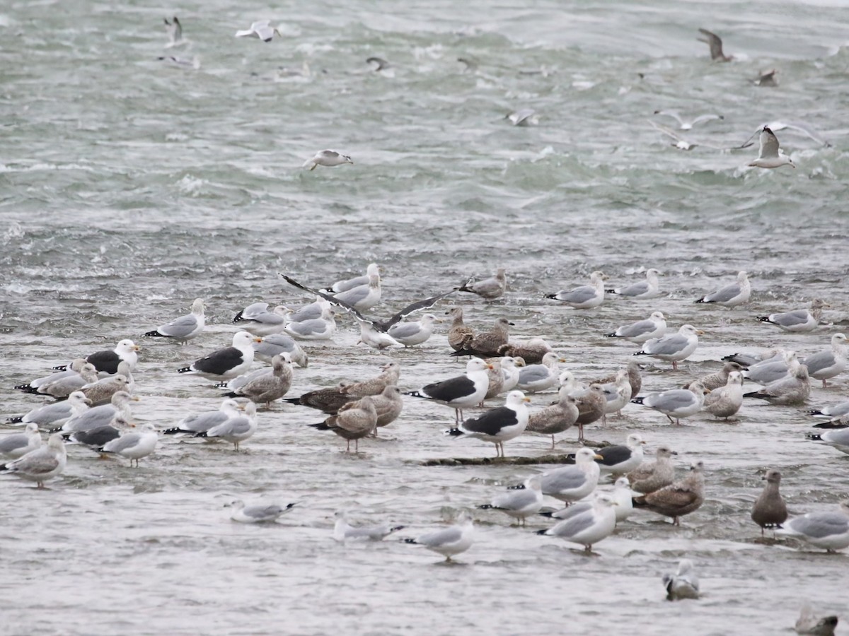 Great Black-backed Gull - ML646911165