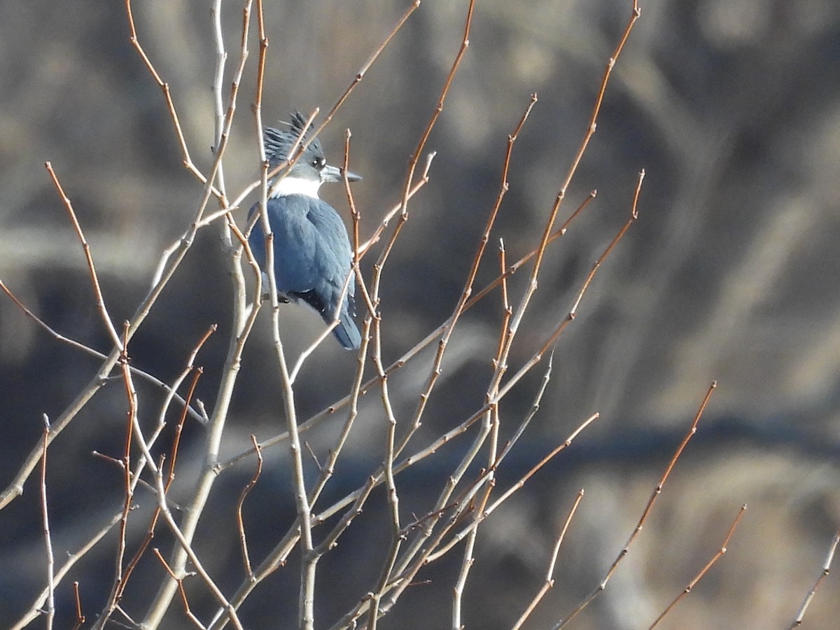 Belted Kingfisher - ML646911166