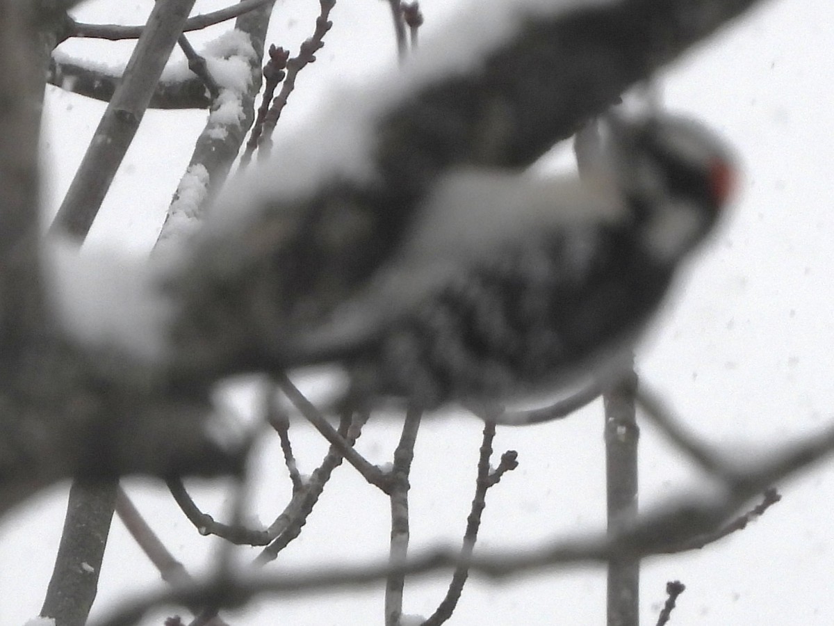 Downy Woodpecker - ML646911167