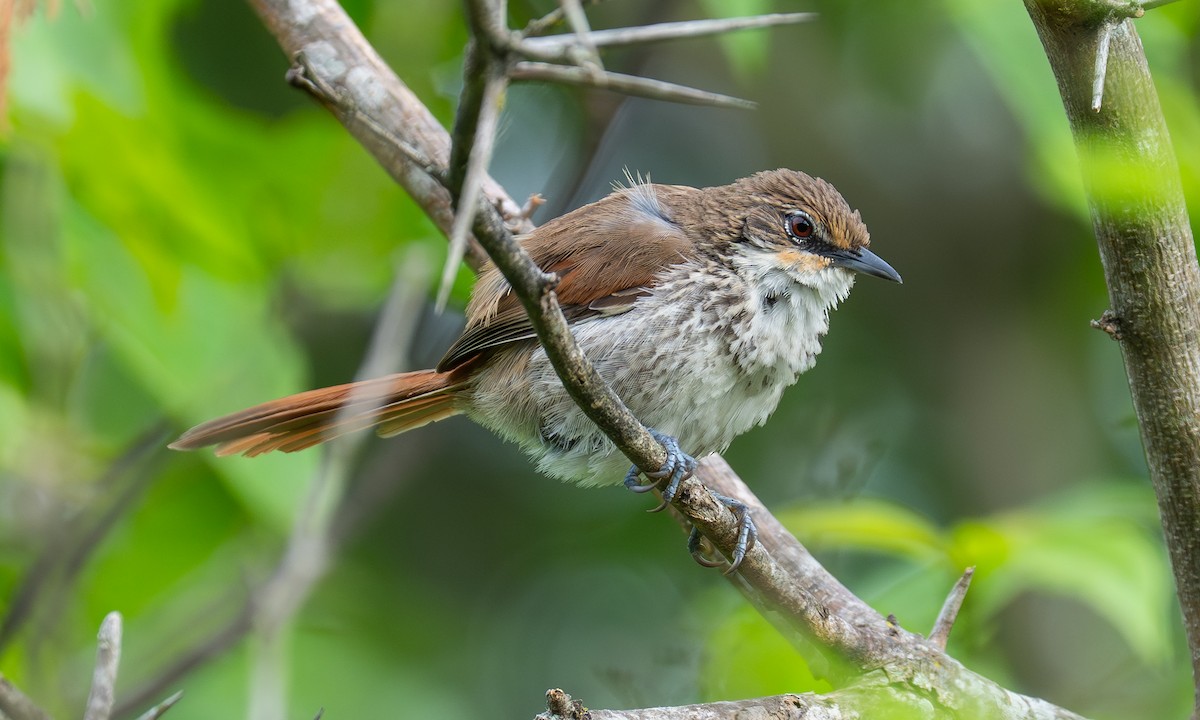 Chinchipe Spinetail - ML646911168
