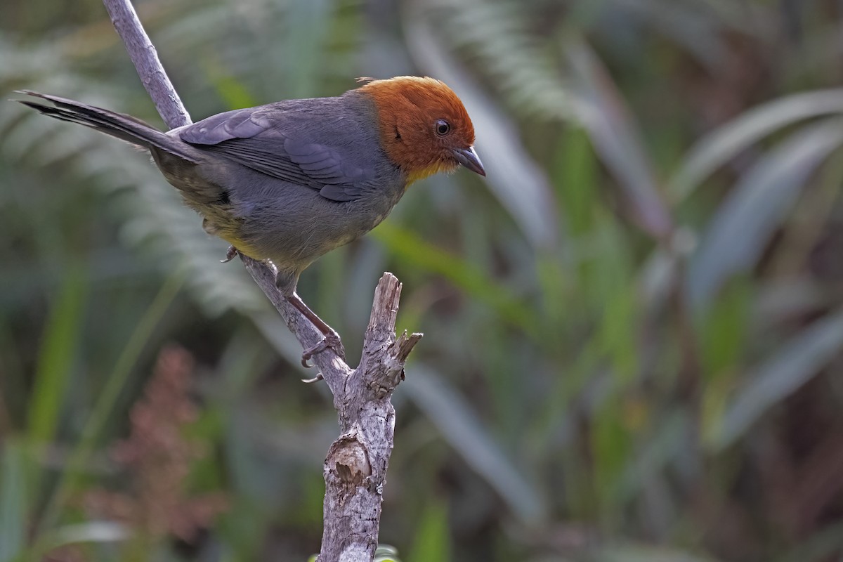Tepui Brushfinch - ML646911170
