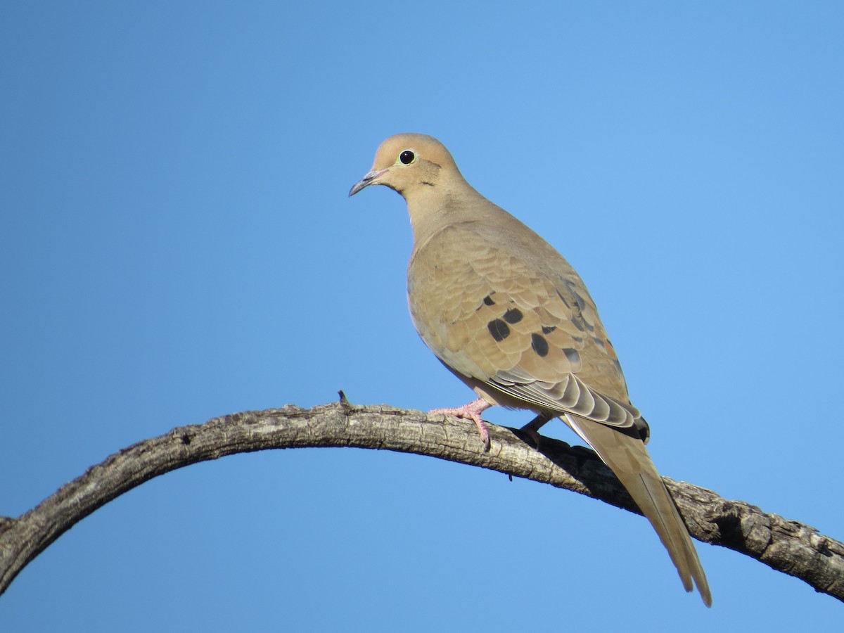 תורית אמריקנית - ML646911171