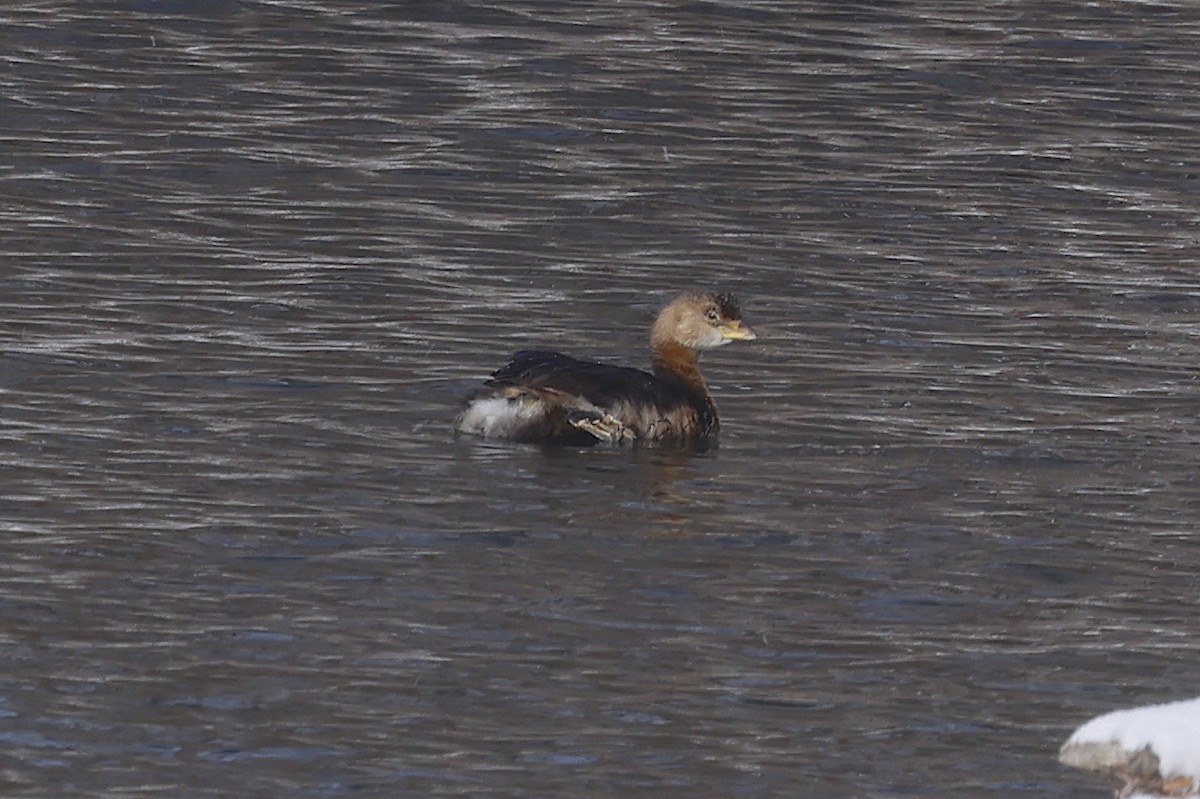 Pied-billed Grebe - ML646911172