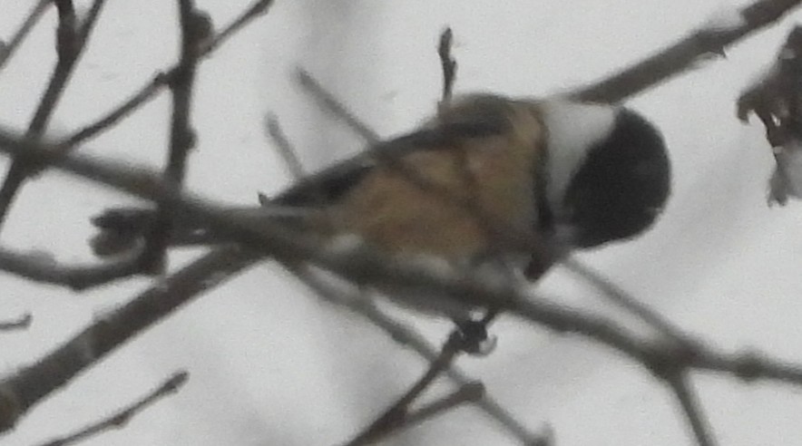 Black-capped Chickadee - ML646911175