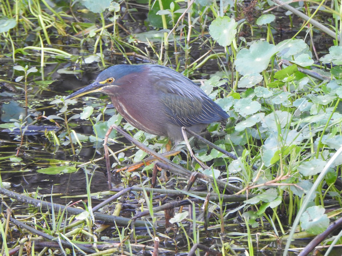 Héron vert - ML646911189