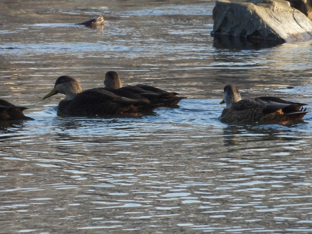 American Black Duck - ML646911190
