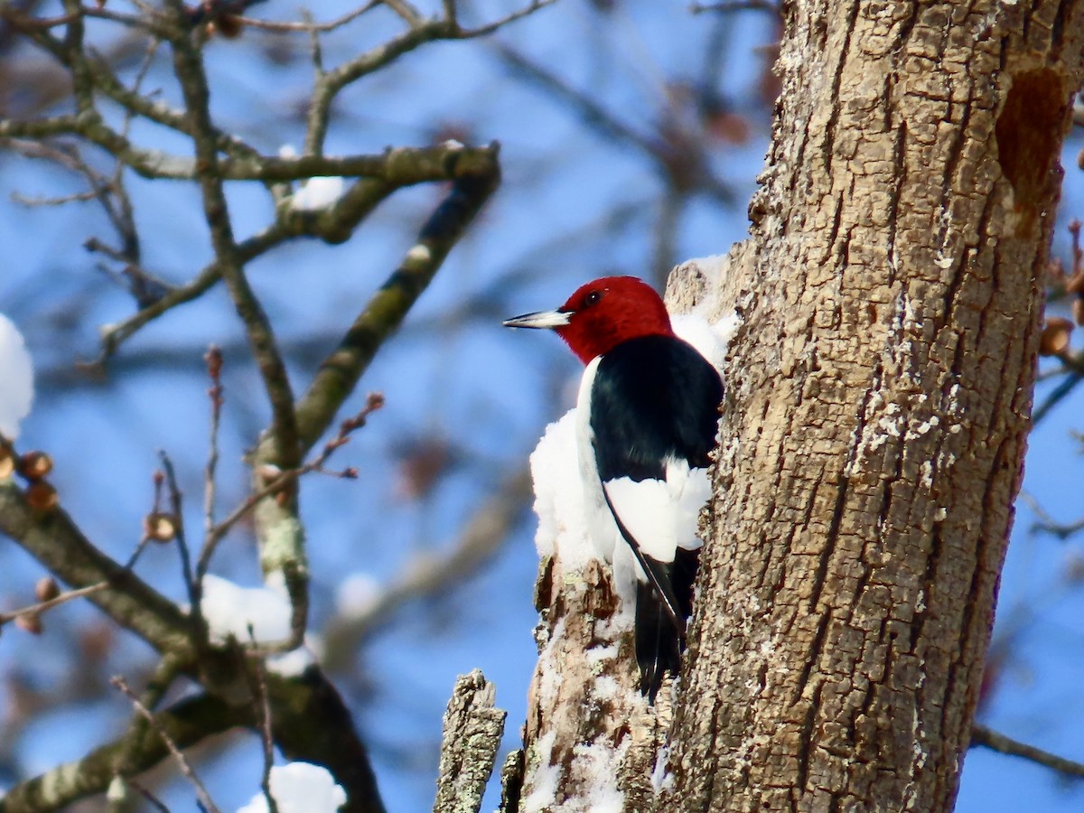Red-headed Woodpecker - ML646911192