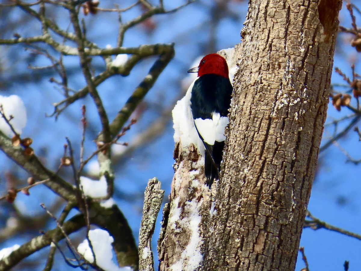 Red-headed Woodpecker - ML646911193