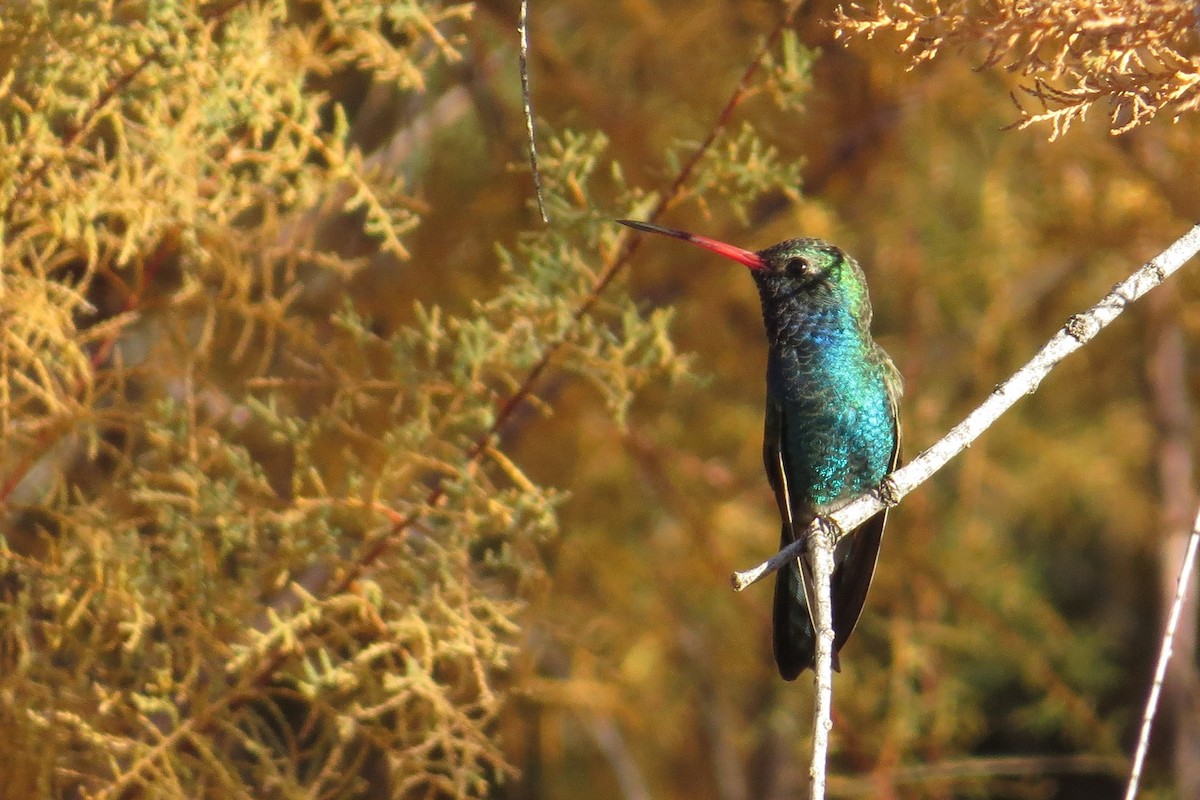 Colibri circé - ML646911198