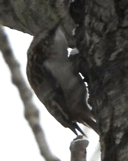 Brown Creeper - ML646911199