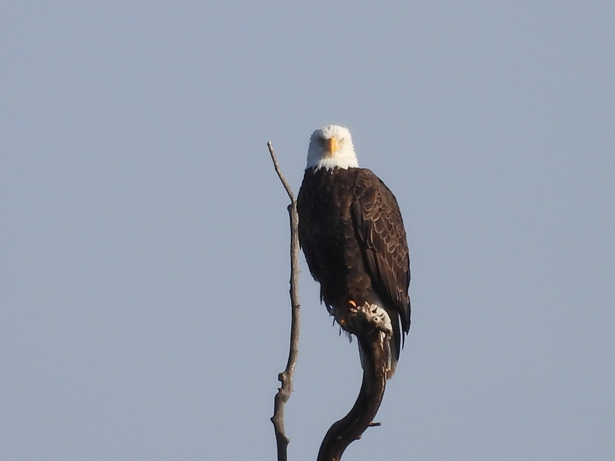 Белоголовый орлан - ML646911204