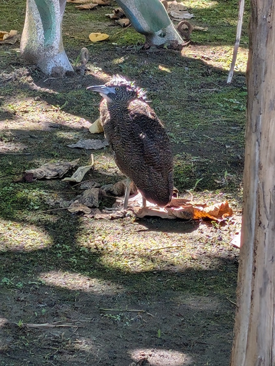 Malay Gece Balıkçılı - ML646911210