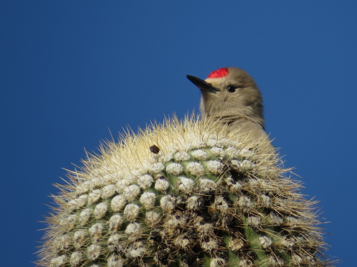 Gila Woodpecker - ML646911212