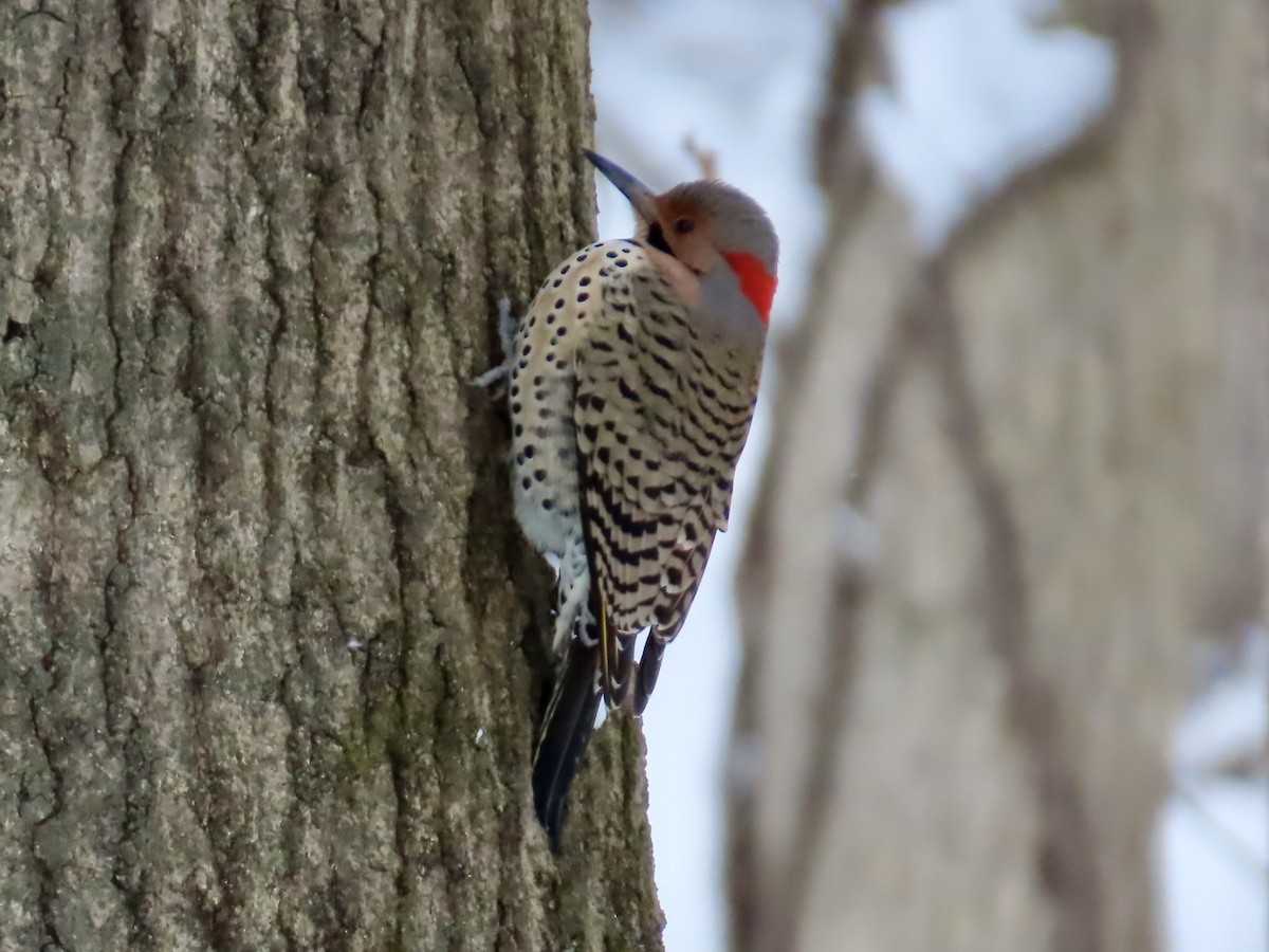 Northern Flicker - ML646911215