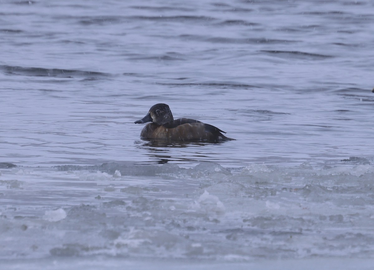 Ring-necked Duck - ML646911216