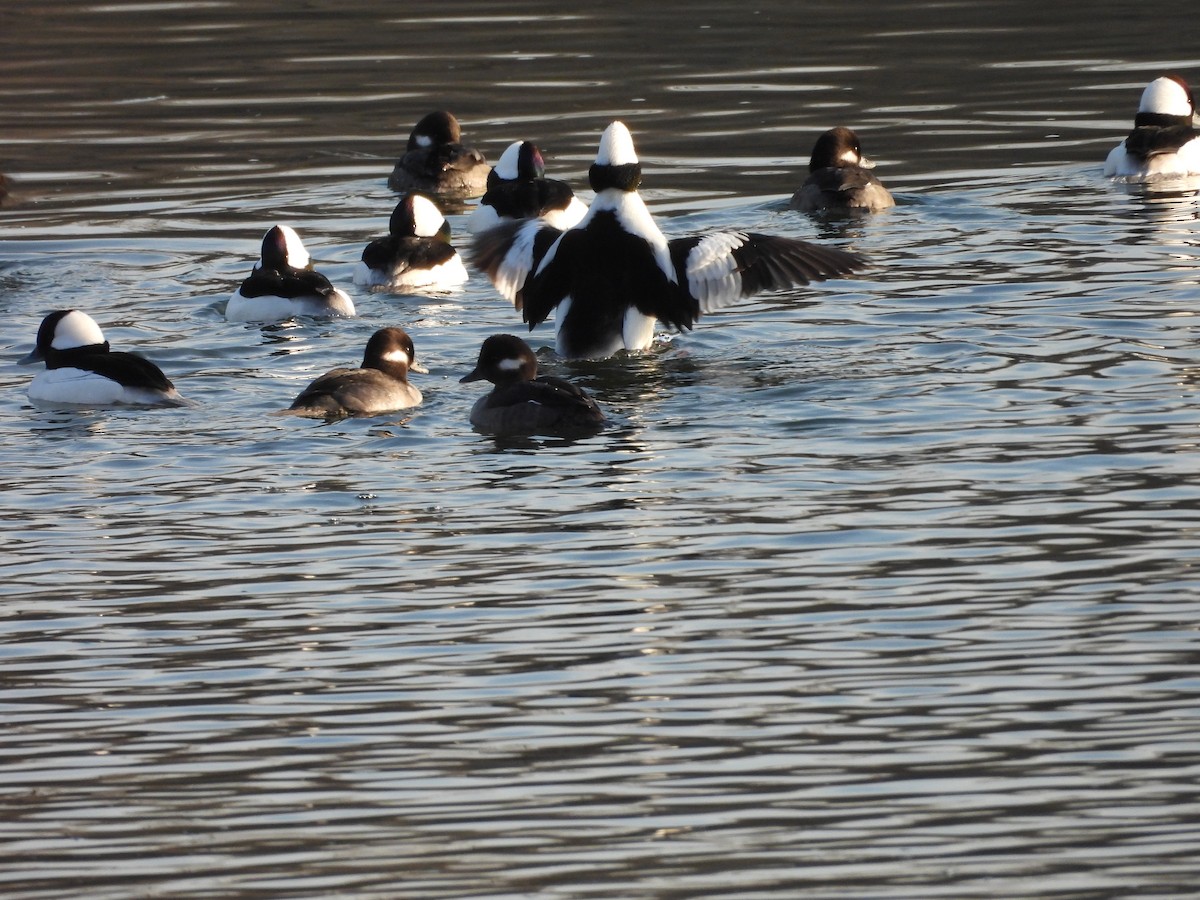 Bufflehead - ML646911217