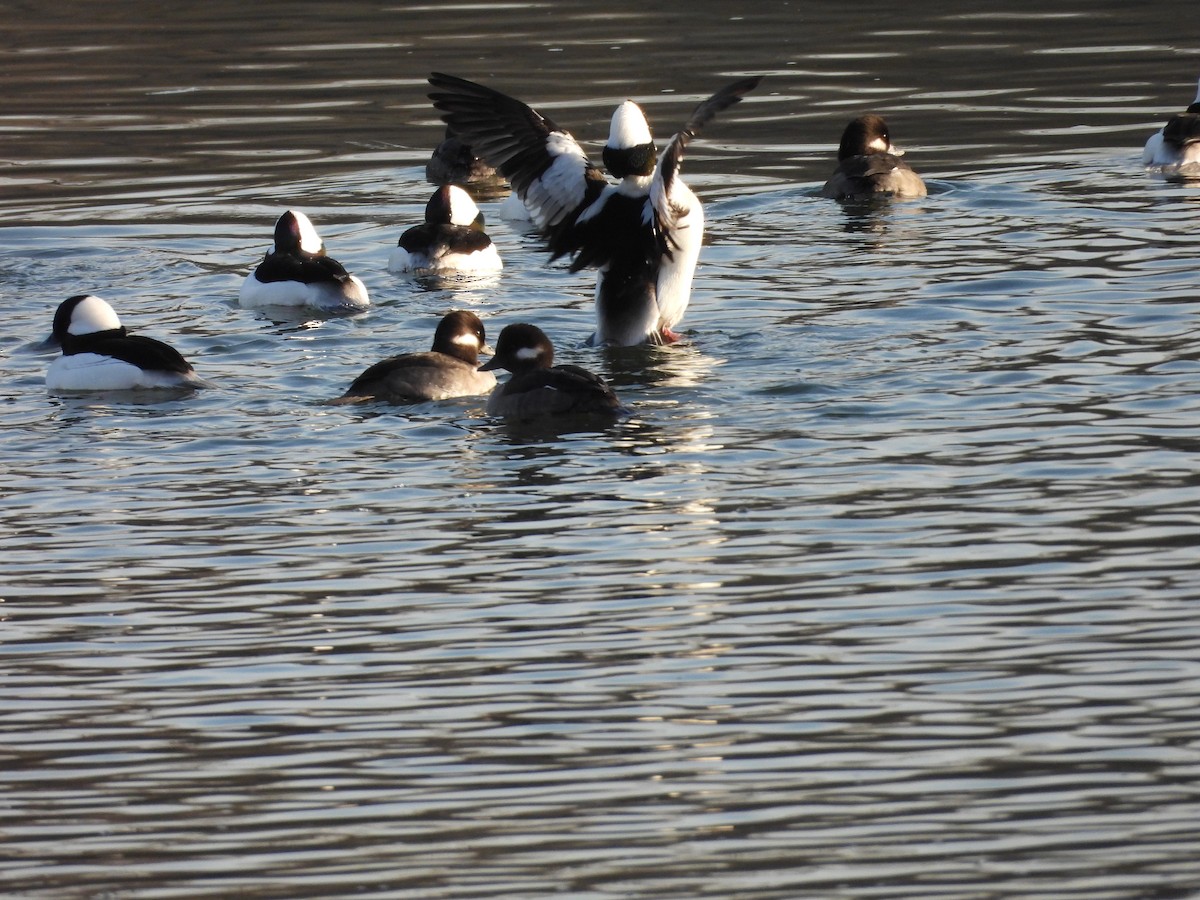 Bufflehead - ML646911219