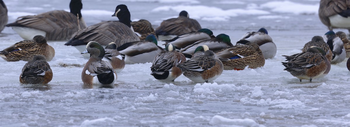 American Wigeon - ML646911223