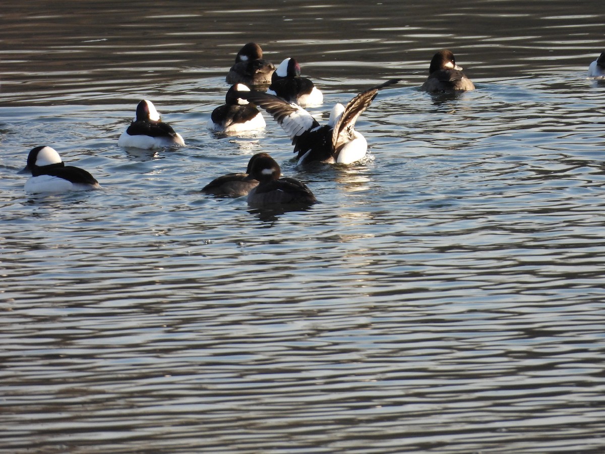 Bufflehead - ML646911225