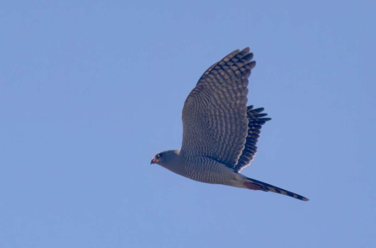 gabarhauk - ML646911228