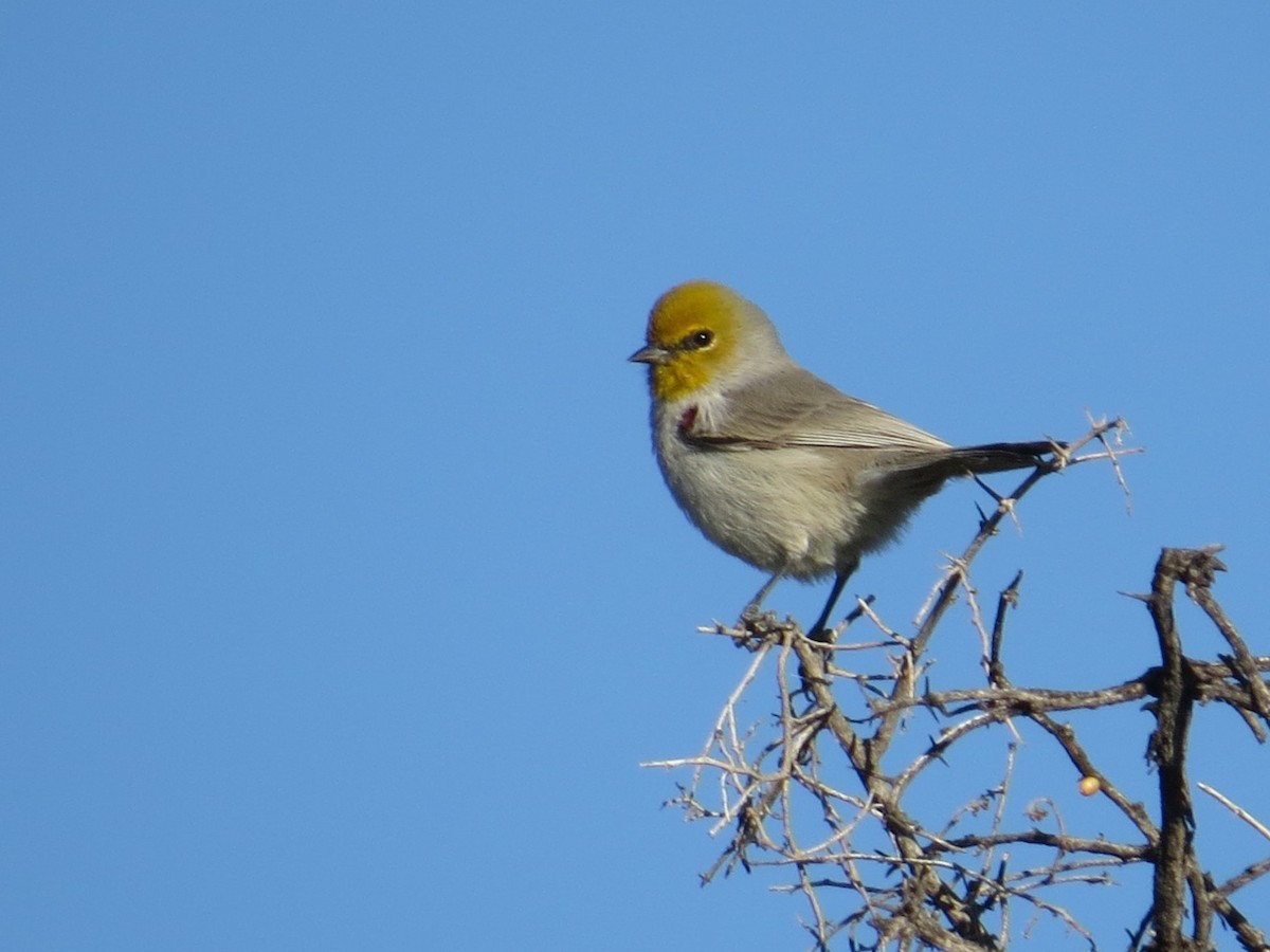 Verdin - ML646911229