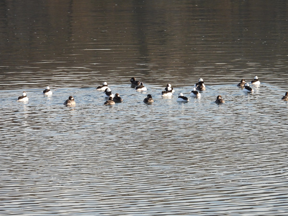 Bufflehead - ML646911231