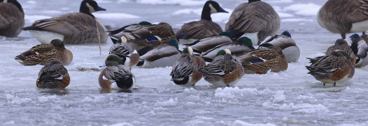 American Wigeon - ML646911233